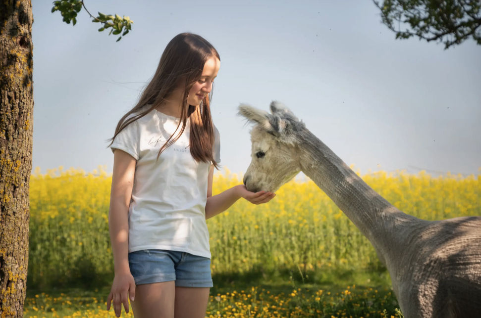 Alpaka Fotoshooting-Kind mit Alpaka
